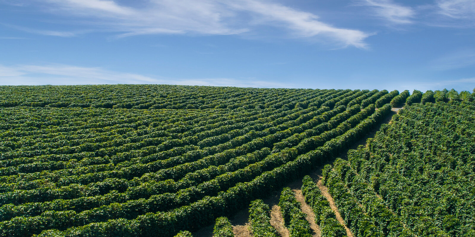 coffee plantation background